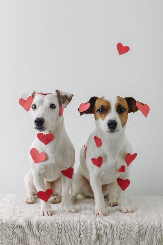 9 Reasons Your Dog Should Be Your Valentine [VIDEO]